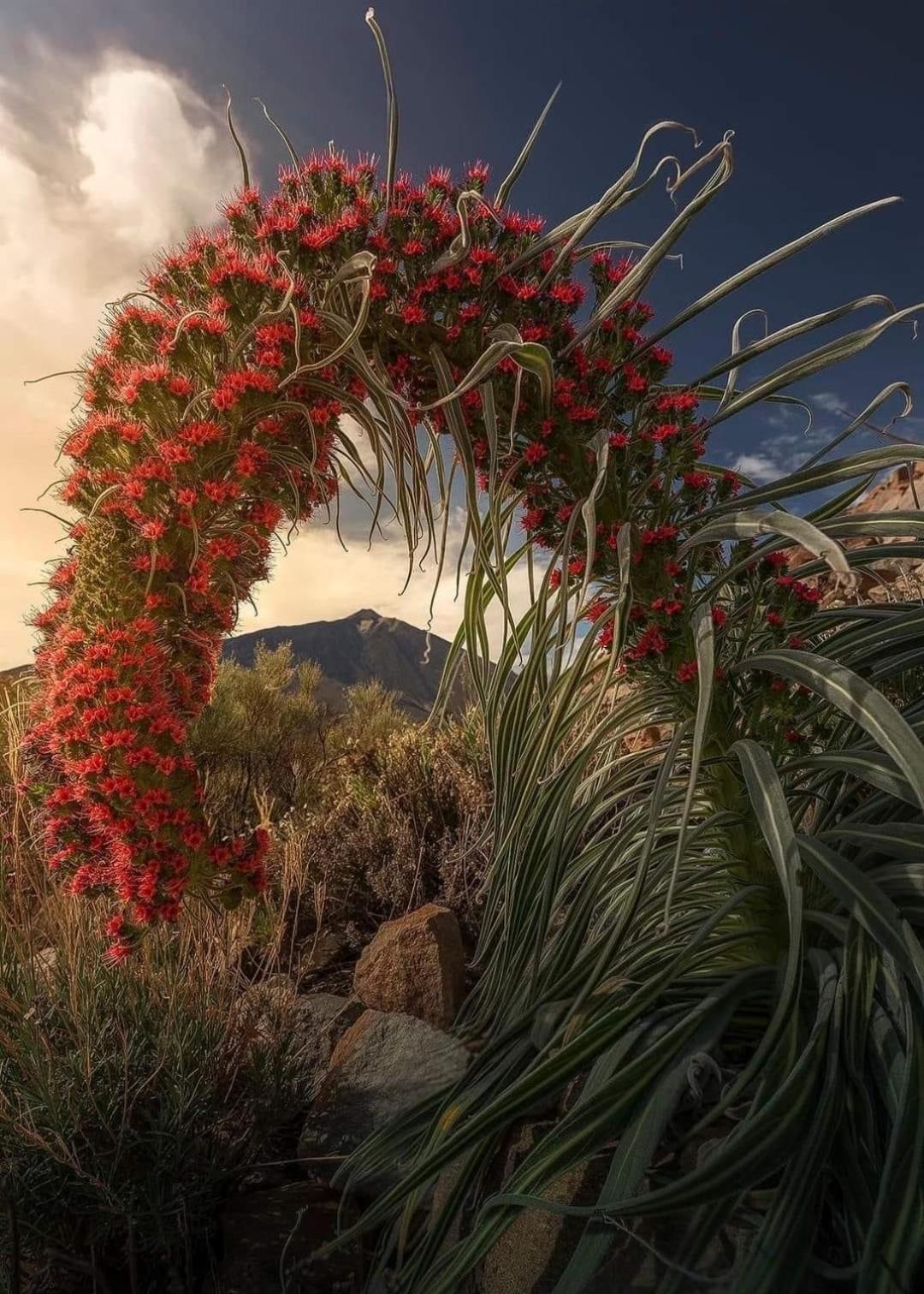 Almar Apartamento Con Ac, Los Cristianos ロスクリスティアーノス エクステリア 写真